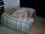 Cat ON a Plaid Igloo