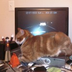 Vincent Wants Attention