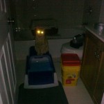 Laser Mei Mei on the Litter Box