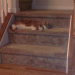Stretchy Nap